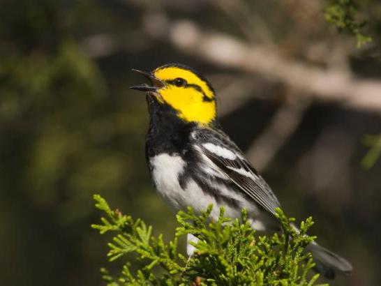 A close-up of the Golden-cheeked Warbler, a bird perched on the branch of a coniferous tree. The bird has striking yellow 和 black plumage, with a prominent yellow head, 黑喉, 和 white underparts with black streaks. The background is blurred, highlighting the bird as the focal point.